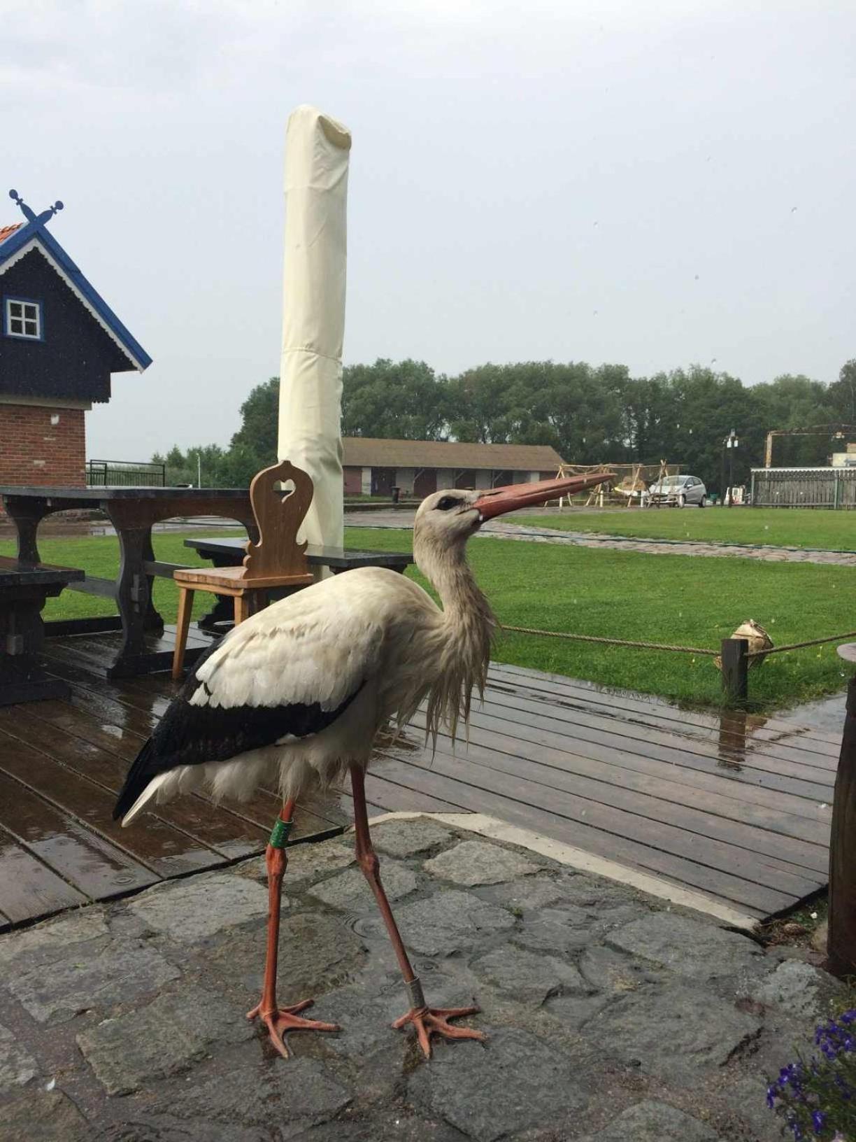 Bed and Breakfast Sturmu Svyturys Sturmai Экстерьер фото